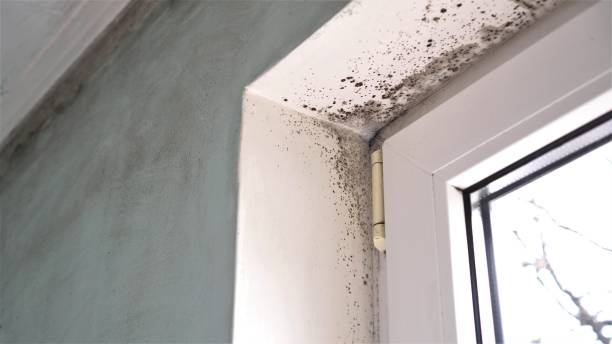 Best Black Mold Removal  in Air Force Academy, CO