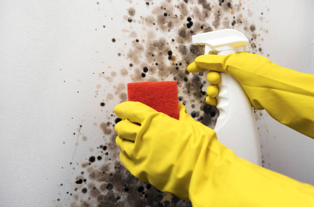 Best Mold Removal Company Near Me  in Air Force Academy, CO