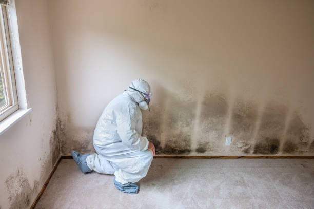 Best Local Mold Removal Service  in Air Force Academy, CO