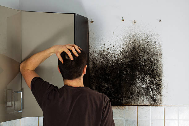 Best Mold Damage Repair  in Air Force Academy, CO